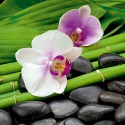 20 Serviettes en papier "Orchidée et bambou"