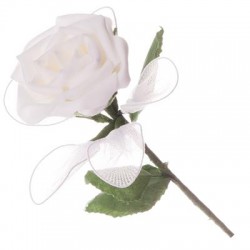 Rose blanche avec 5...