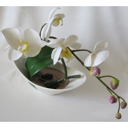 ORCHIDEE BLANCHE